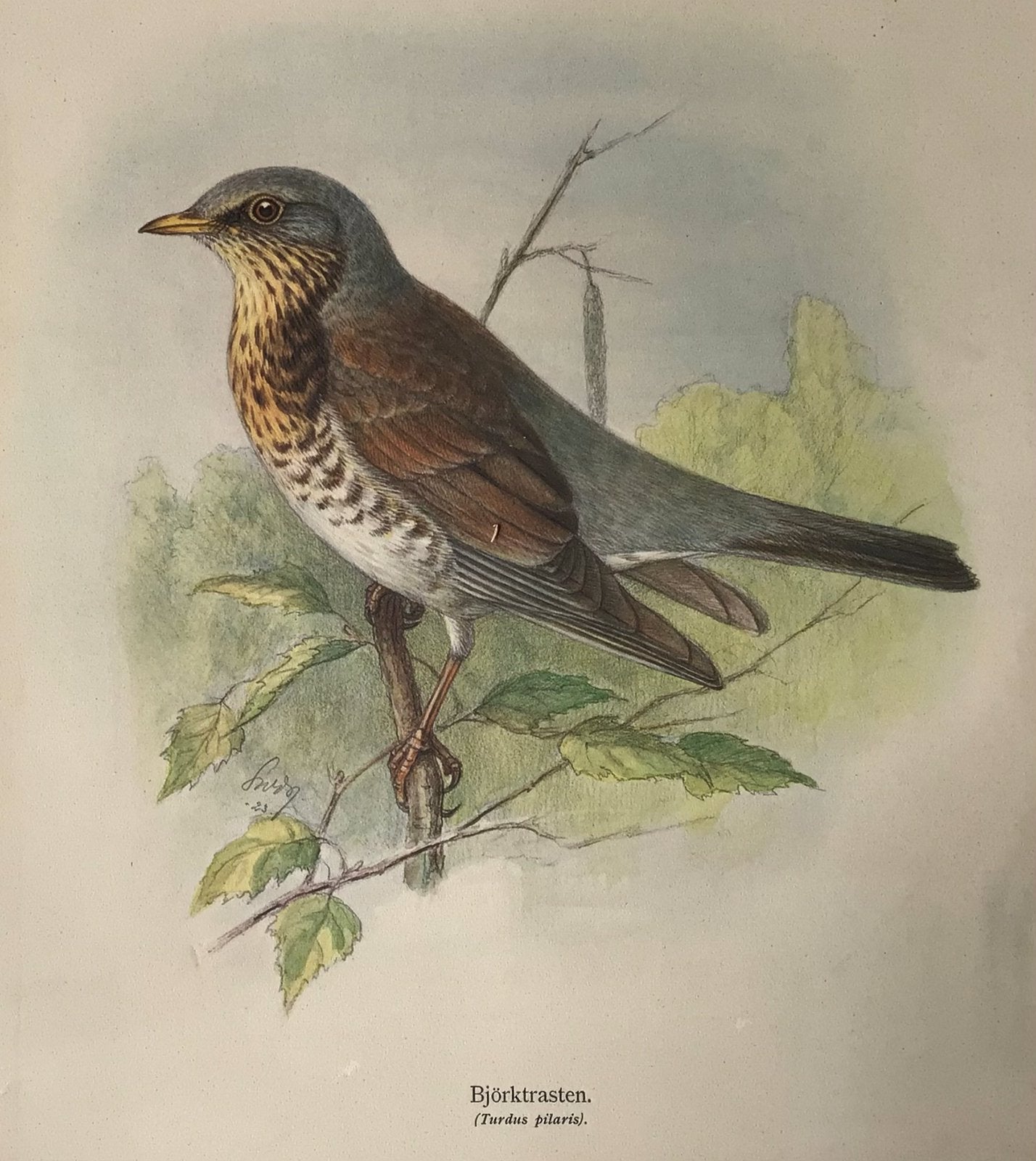 Litho vogels 4 x, Ophalen of Verzenden
