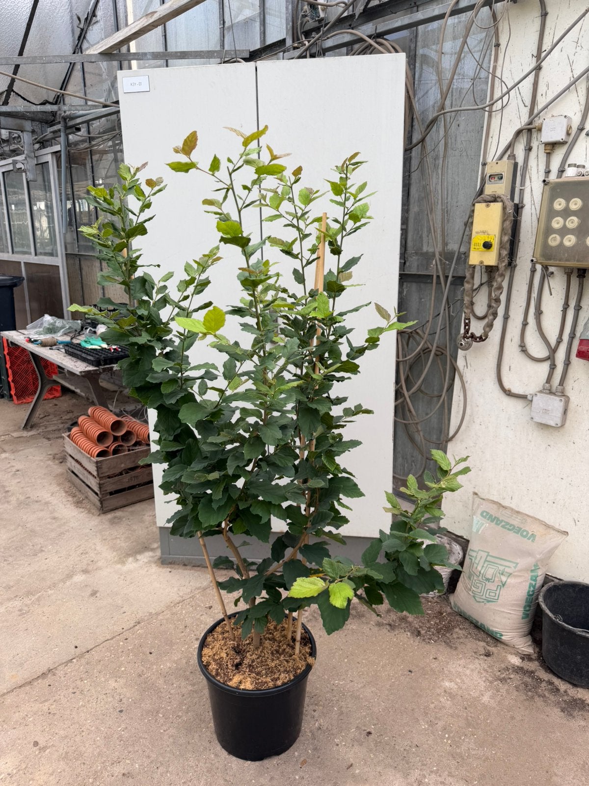 Parrotia persica meerstammig - perzisch ijzerhout, Ophalen, Volle zon, Overige soorten, Minder dan 100 cm