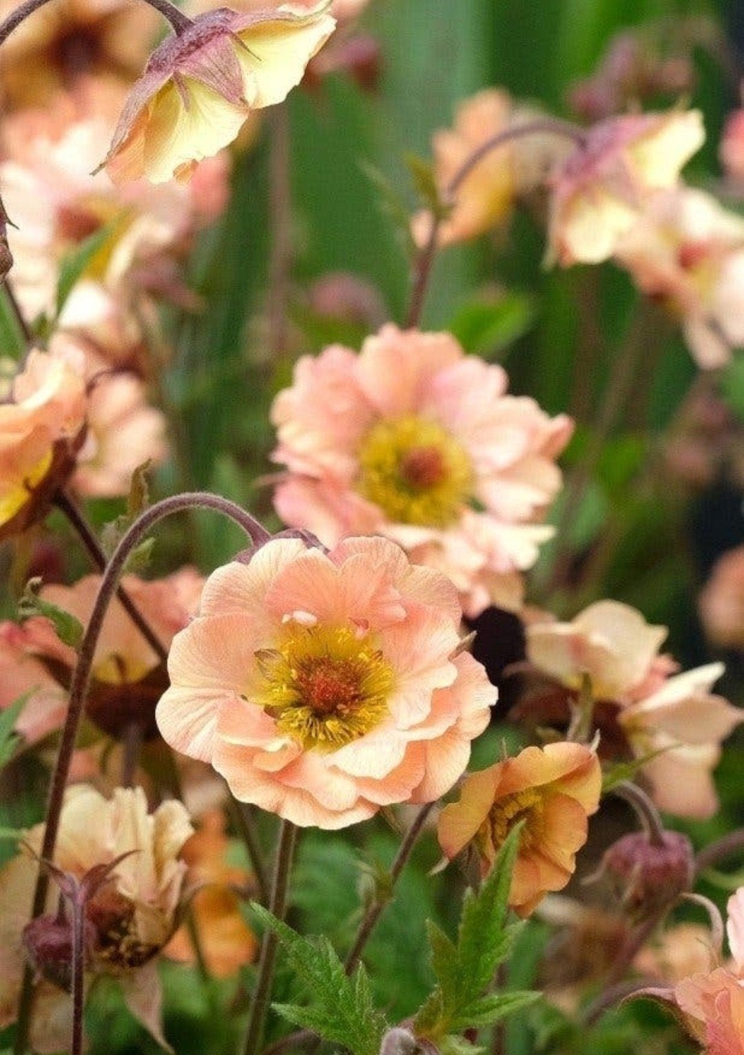 Vaste planten, siergrassen & varens 🌿 | Verzenden/ophalen, Tuin en Terras, Ophalen of Verzenden, Vaste plant, Siergrassen, Halfschaduw