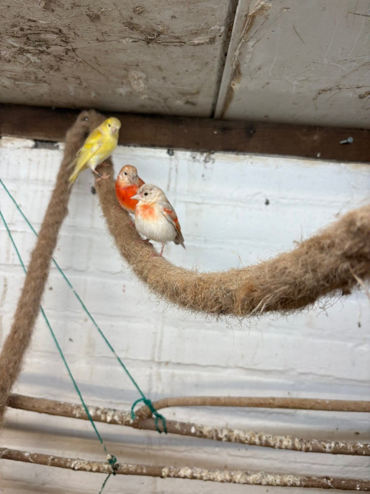 kapoetsensijzen  mooi koppel, Meerdere dieren, Parkiet