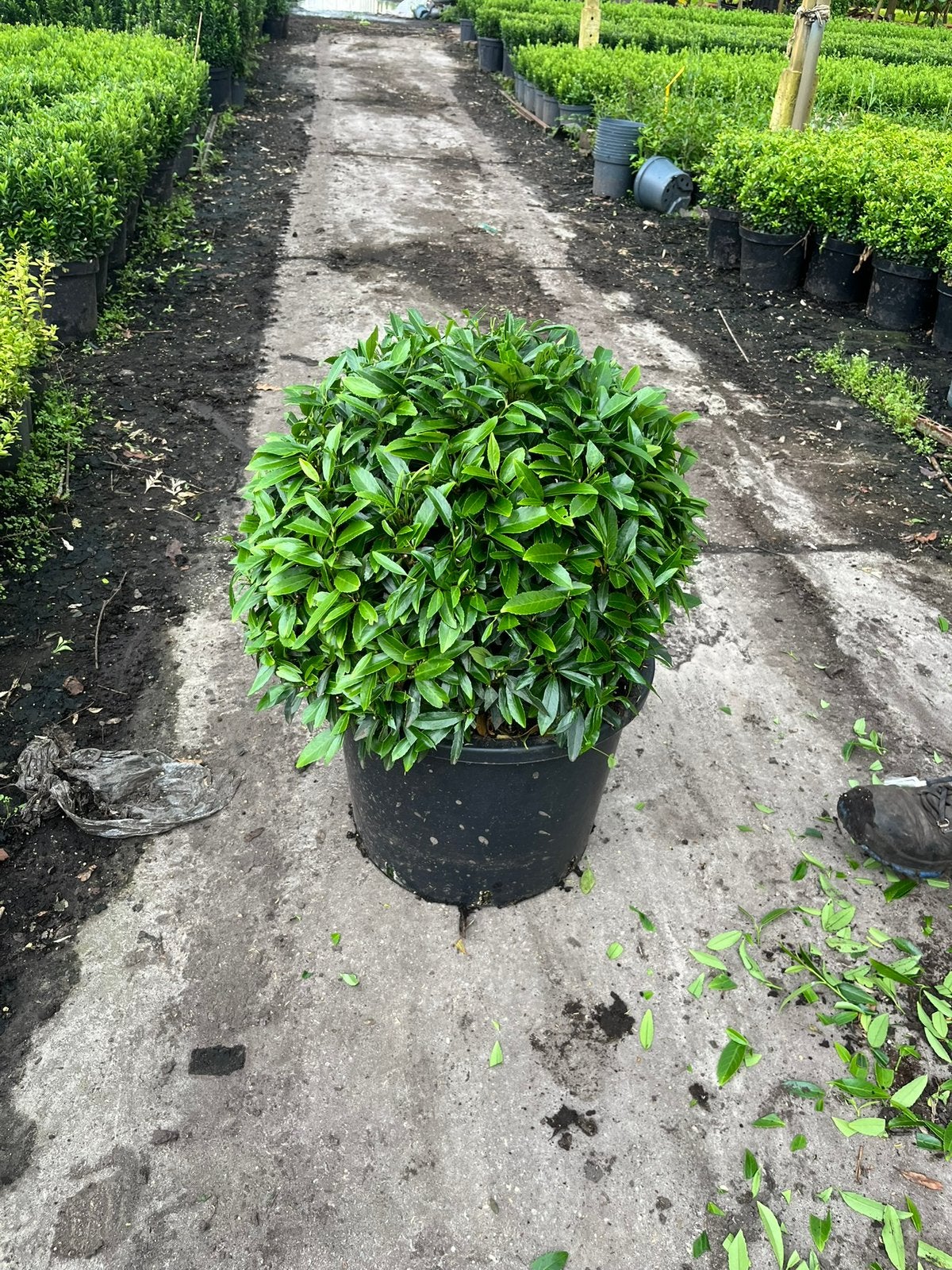 Foto 8 van Ilex bollen - Diverse andere soorten in bolvorm