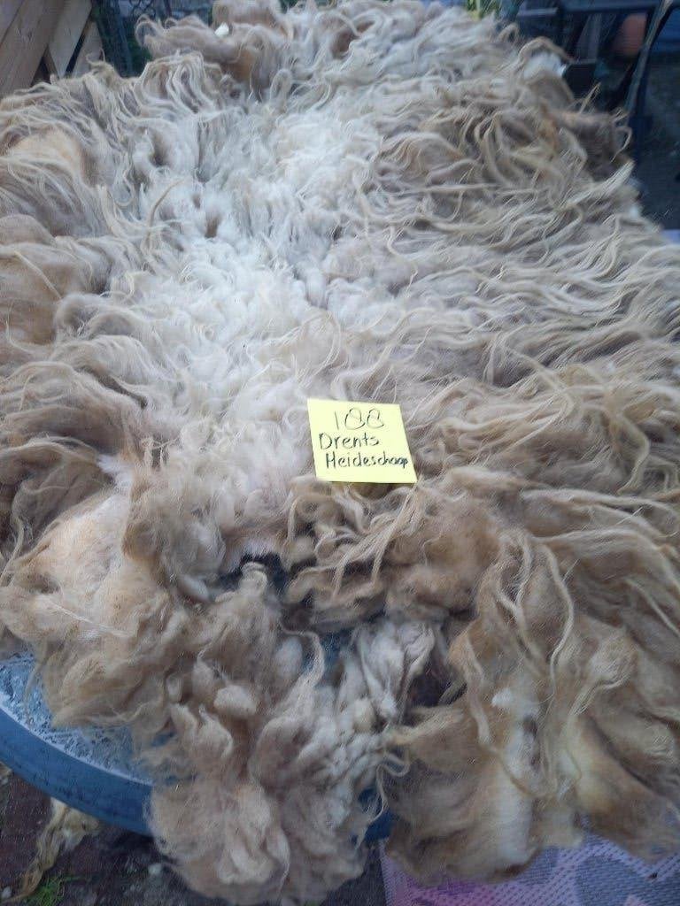 nr 188 Geschoren vacht Drents Heideschaap, Ophalen of Verzenden, Gebruikt