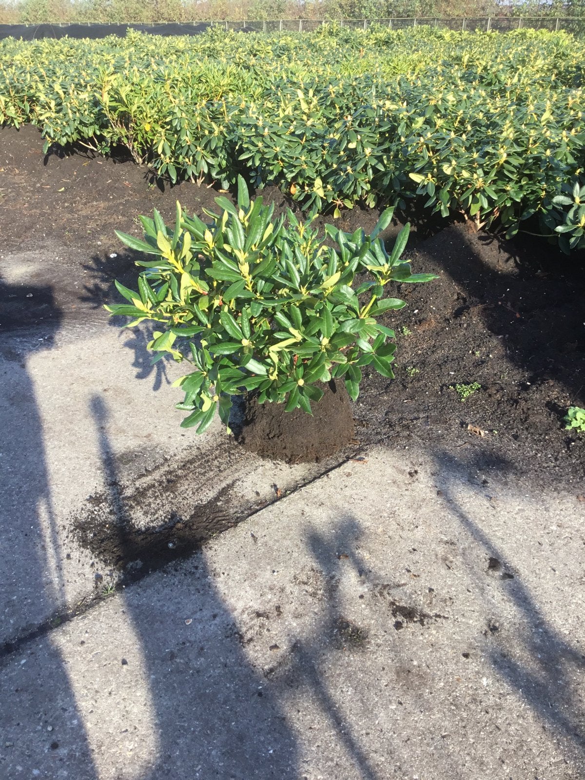 Rhododendron in diverse soorten en maten, Tuin en Terras, Ophalen, Rhododendron, Minder dan 100 cm