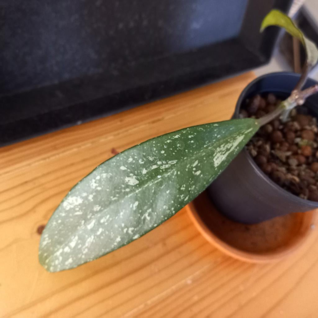 Hoya pubicalyx silver stek nr 115, Huis en Inrichting, Ophalen of Verzenden, Halfschaduw, Minder dan 100 cm