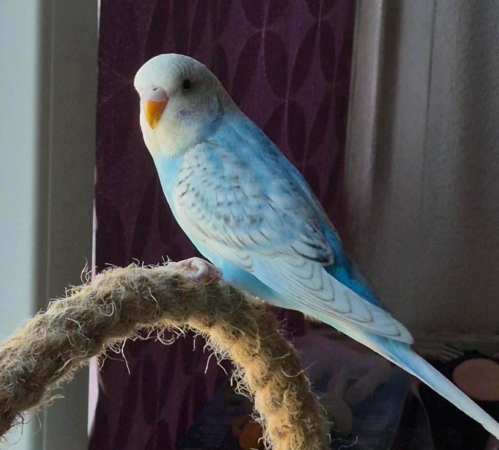 Prachtige jong parkietje om tam te maken., Geslacht onbekend, Dwergpapegaai of Agapornis, Tam