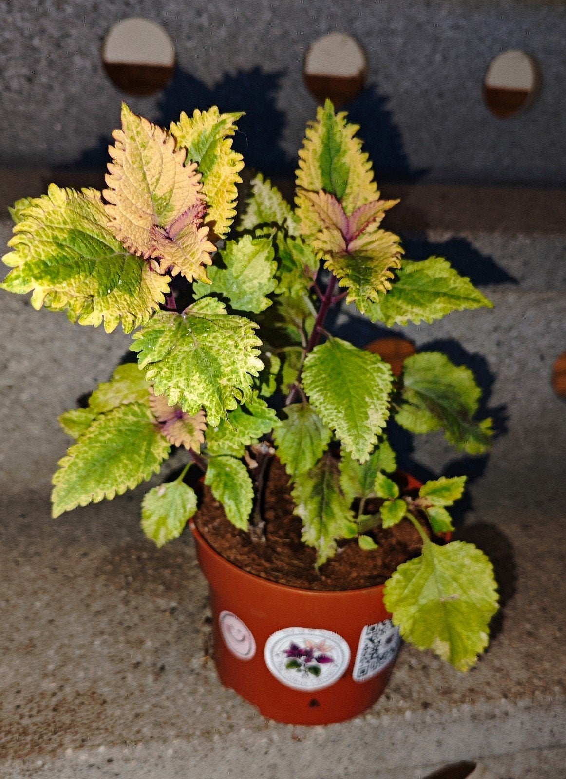 Coleus siernetel, Ophalen, Overige soorten, Volle zon