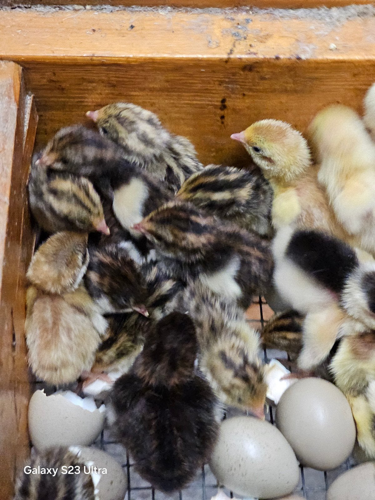 Japanse kwartel kuikens, Dieren en Toebehoren, Geslacht onbekend, Overige soorten