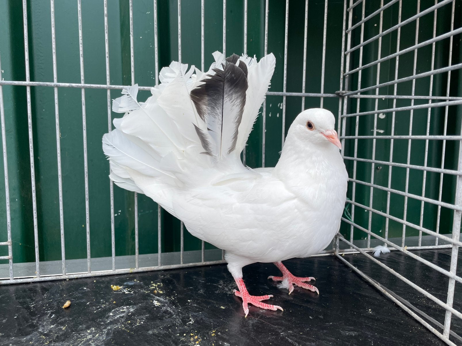 Jonge Pauwstaart, Mannelijk, Overige soorten