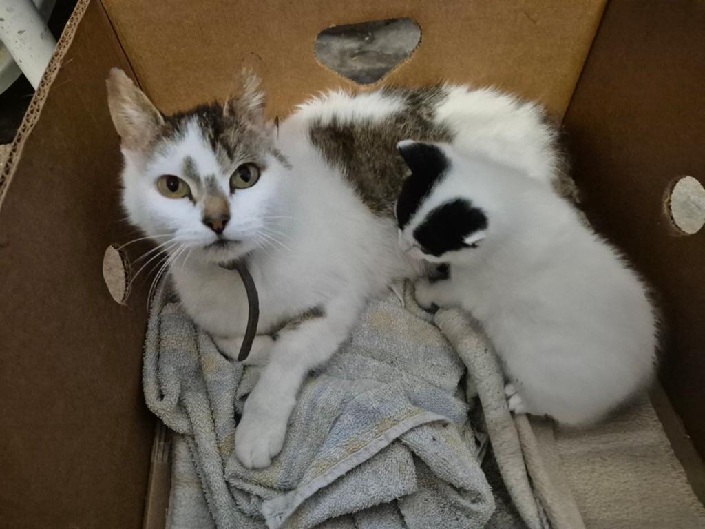 Lieve boederijkittens te koop, Dieren en Toebehoren, Poes