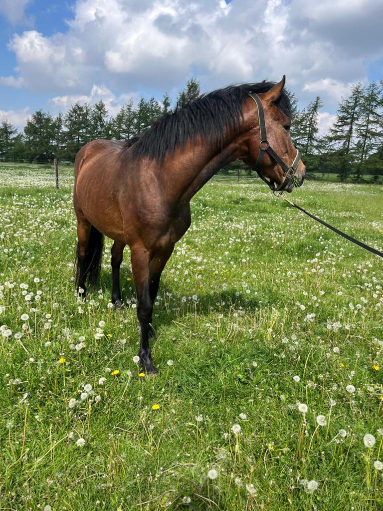 Leuke pony’s, Merrie, Met stamboom, Niet van toepassing, 0 tot 2 jaar