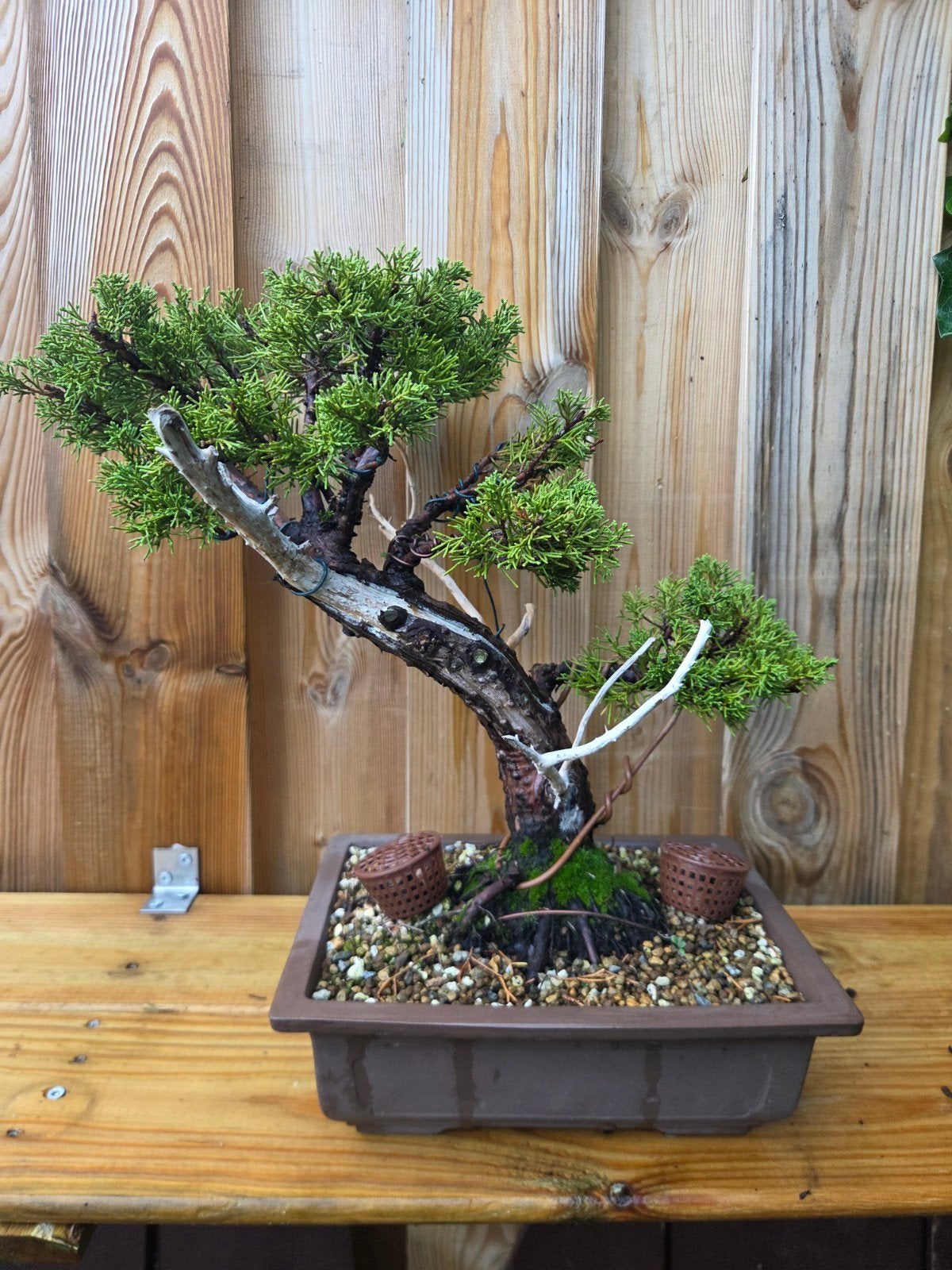 jeneverbes bonsai, Ophalen of Verzenden, Bloeit niet, Halfschaduw, Overige soorten