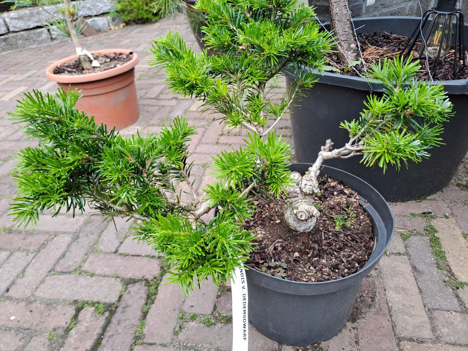 Abies Bonsai - Unieke Vorm, Ophalen, Overige soorten, Volle zon