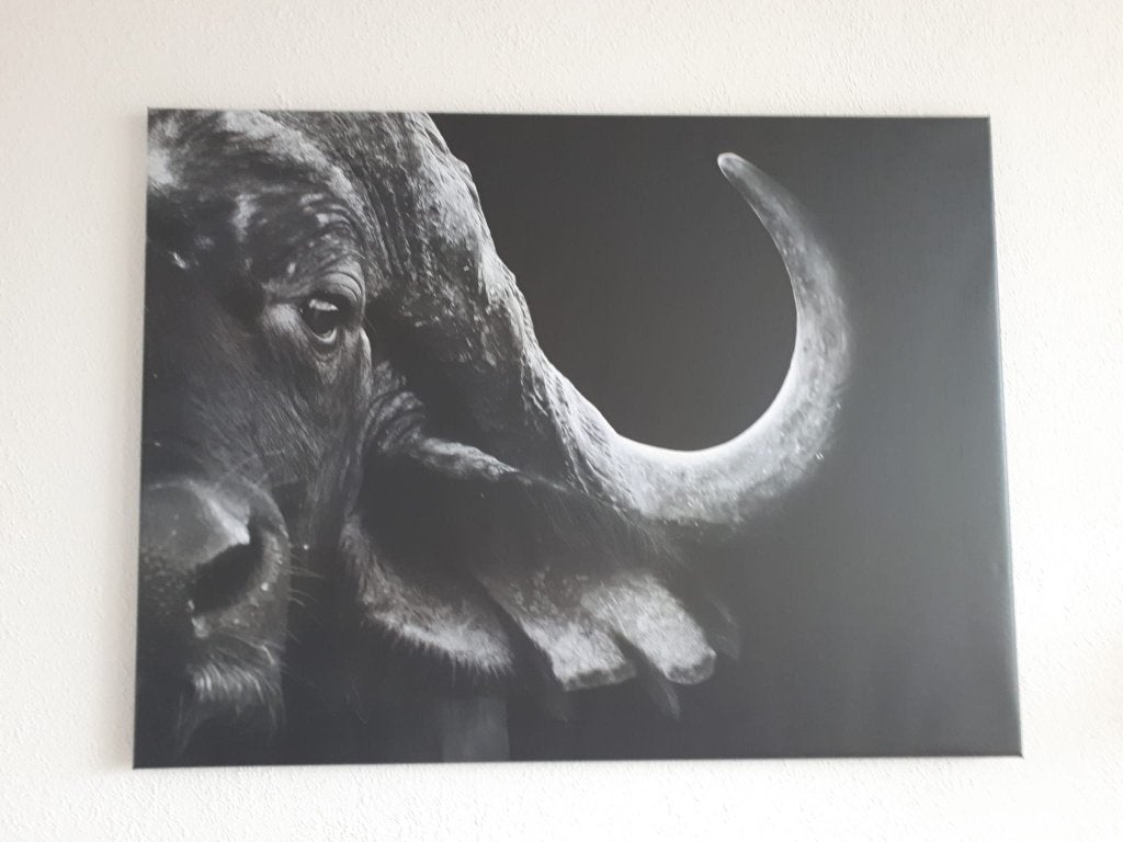 Fotoprint canvas buffel, voor een klein prijsje op te halen!, Ophalen, 50 – 75, 75 tot 100 cm, Print