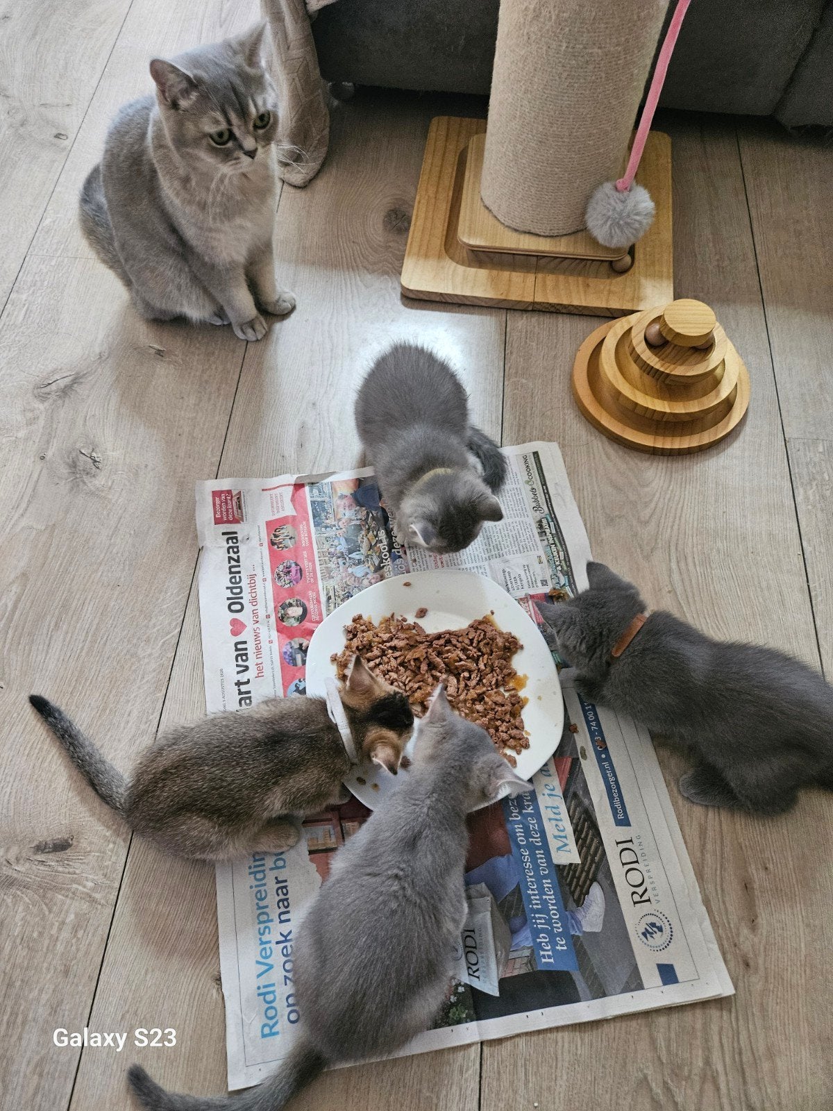 3 mooie halve britse kortharen te koop., Dieren en Toebehoren, Meerdere dieren, Ontwormd, 0 tot 2 jaar
