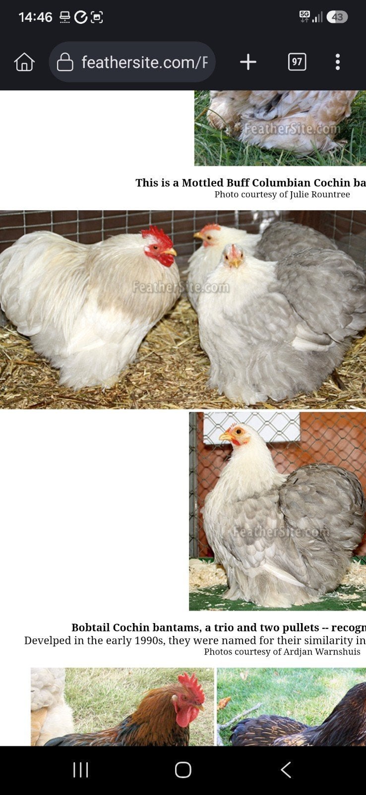 GEZOCHT cochin groot kleur bobtail, Vrouwelijk, Kip