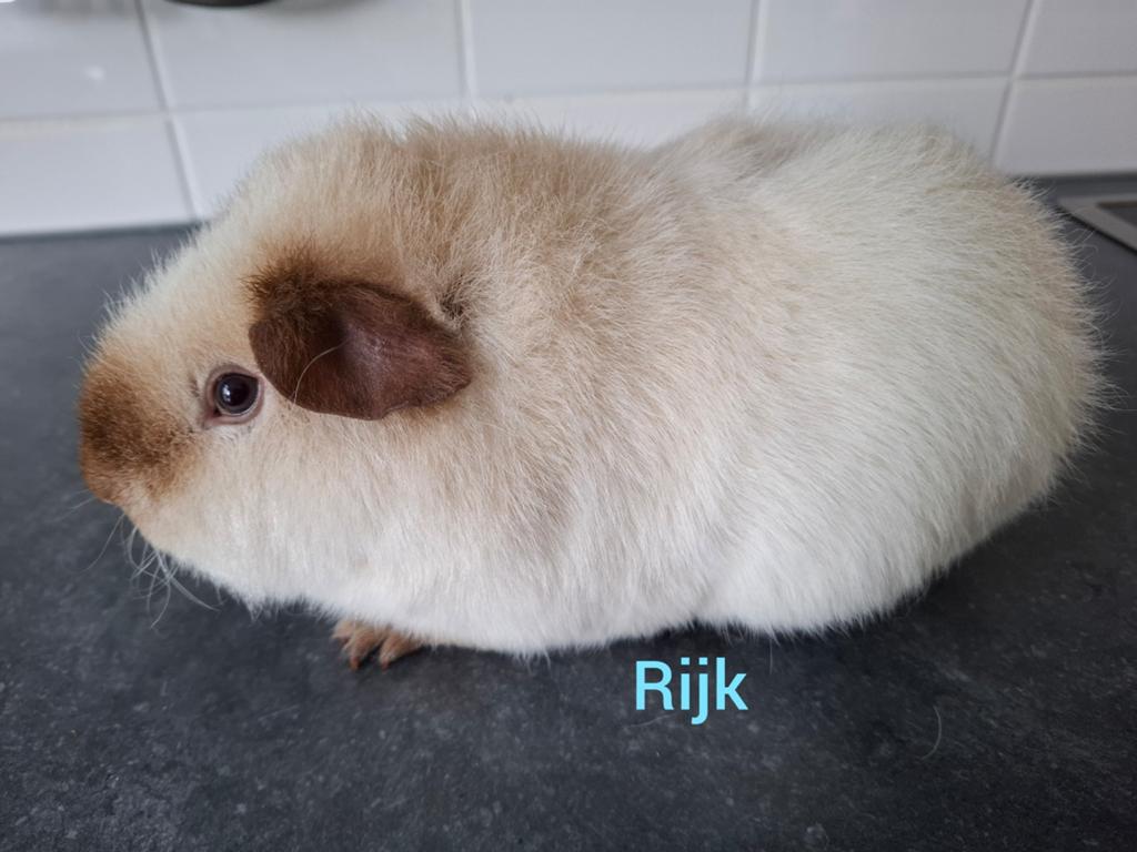 US teddy beer wit cali choco, Augustus, Mannelijk, Cavia
