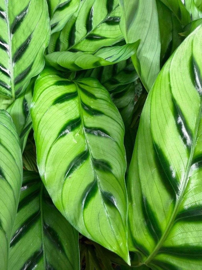 Calathea Leopardina, Ophalen of Verzenden, Halfschaduw, Minder dan 100 cm