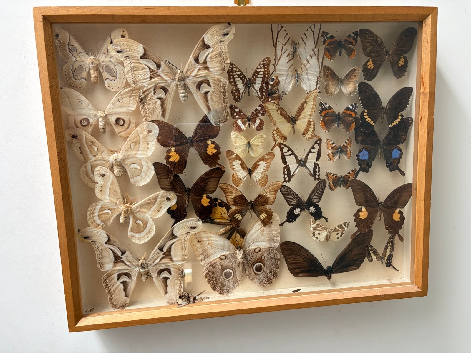Vlinders in Vitrinekast, Ophalen