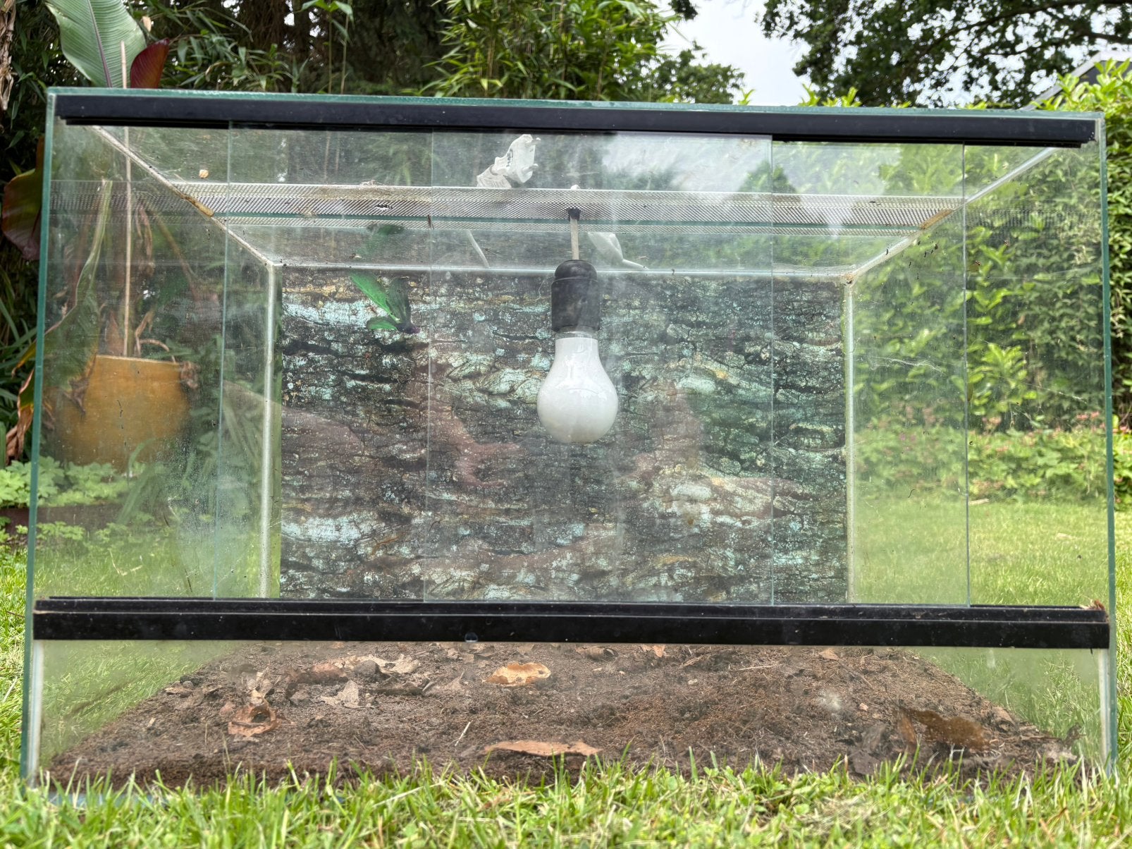Terrarium 60x40x40, Dieren en Toebehoren, Reptielen en Amfibieën | Toebehoren, Ophalen, Zo goed als nieuw
