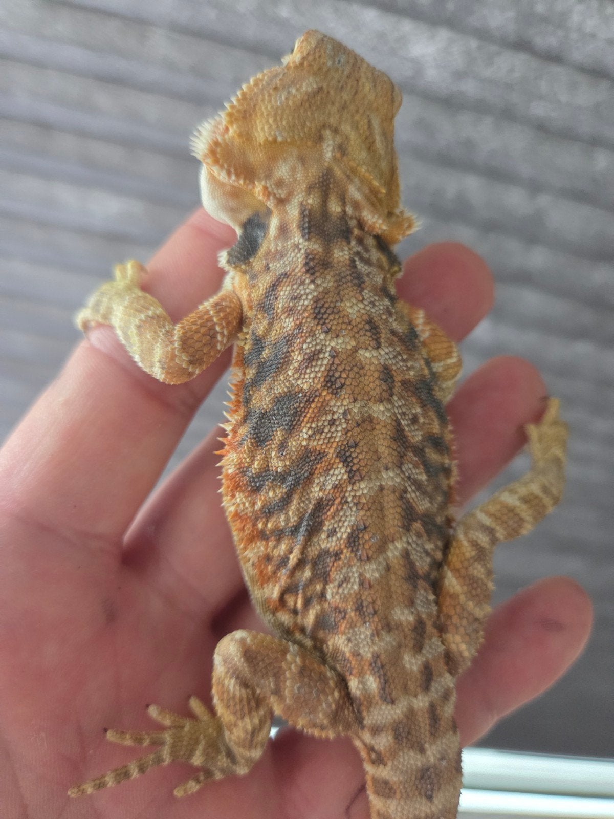 Baardagaam Pogona Vitticeps Red Orange Tiger Bearded Dragon photo 3