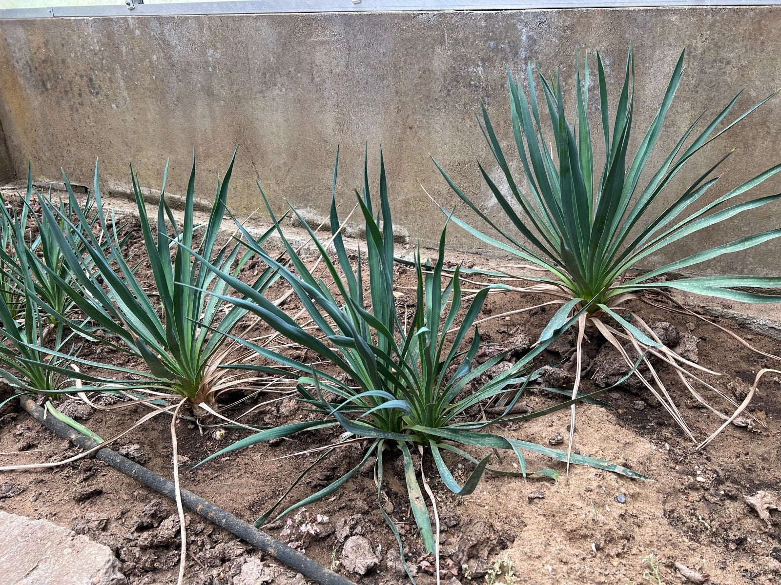 Yucca planten voor een exotische tuin of kas, Overige soorten, Volle zon, Vaste plant, Ophalen of Verzenden