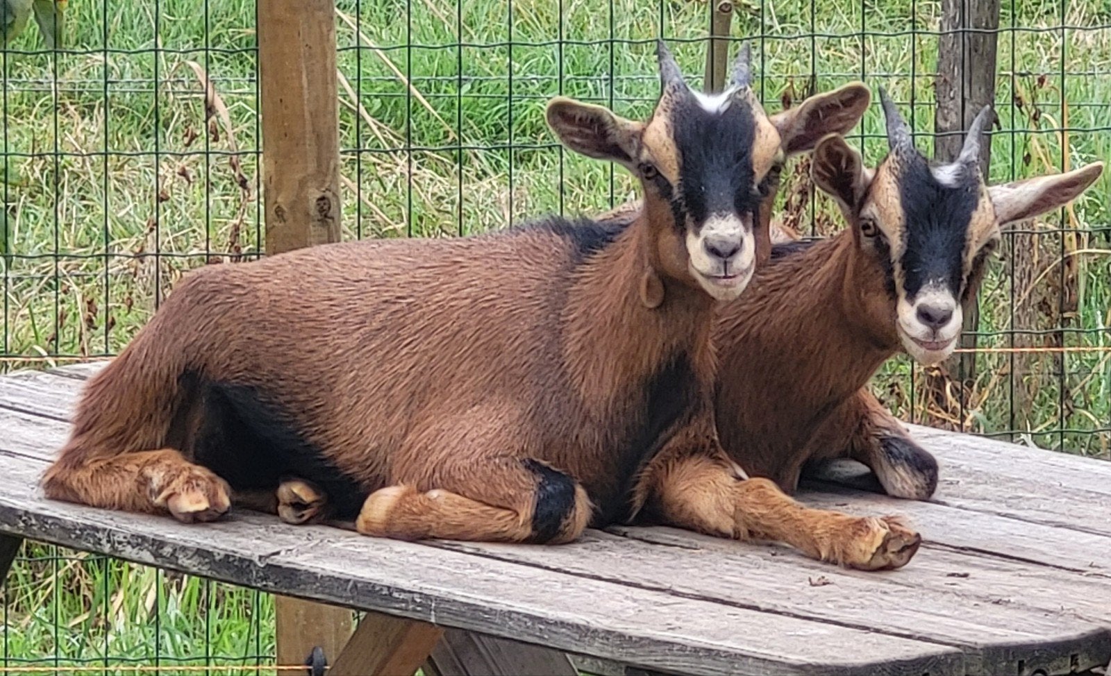 Dwerggeit met haar 2 jongen, Dieren en Toebehoren, Meerdere dieren, Geit