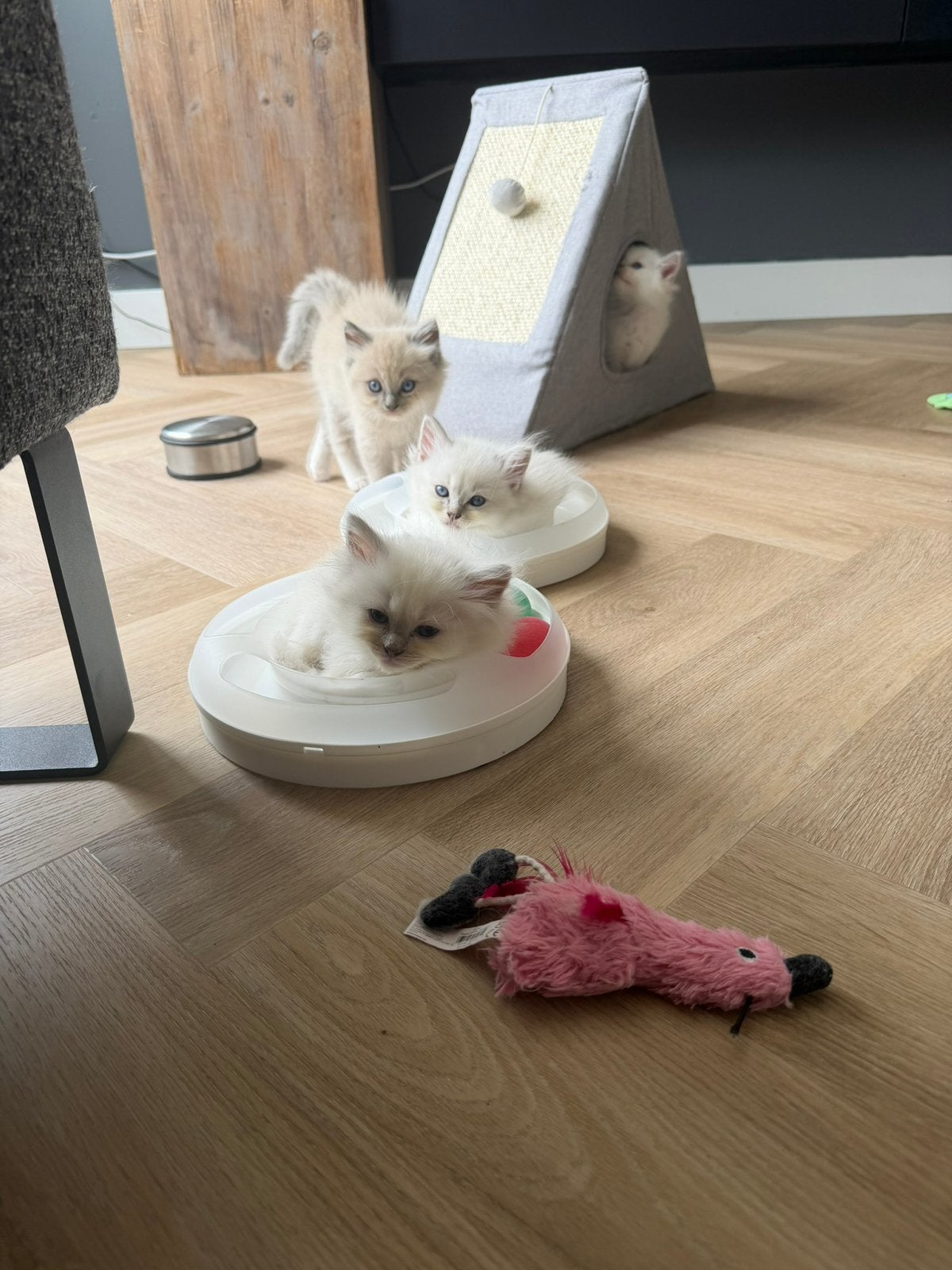 Raszuivere Ragdoll kittens te koop, Dieren en Toebehoren, Katten en Kittens | Raskatten | Langhaar, Meerdere dieren, 0 tot 2 jaar