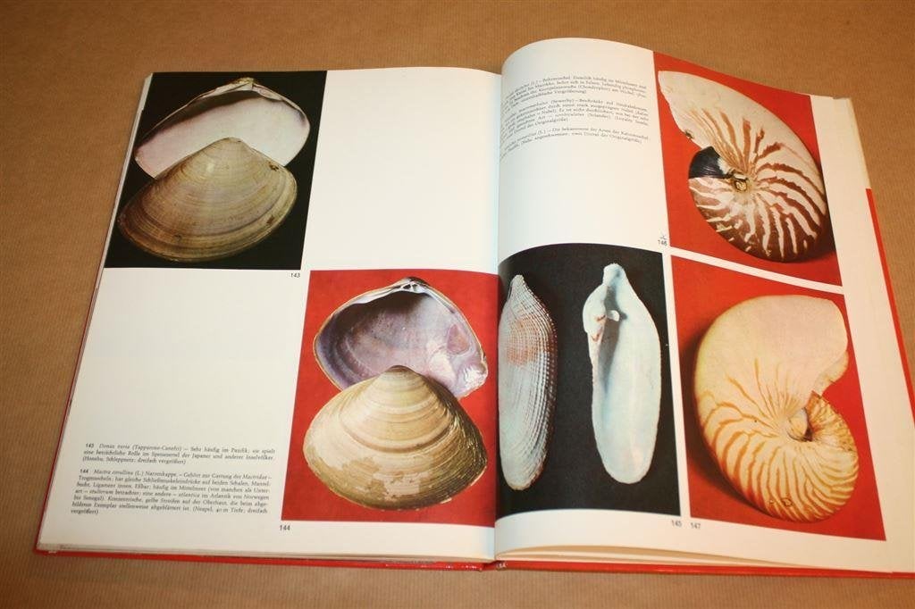 Boek: Muscheln [Schelpdieren] Rijk geïllustreerd, Ophalen of Verzenden, Fossiel