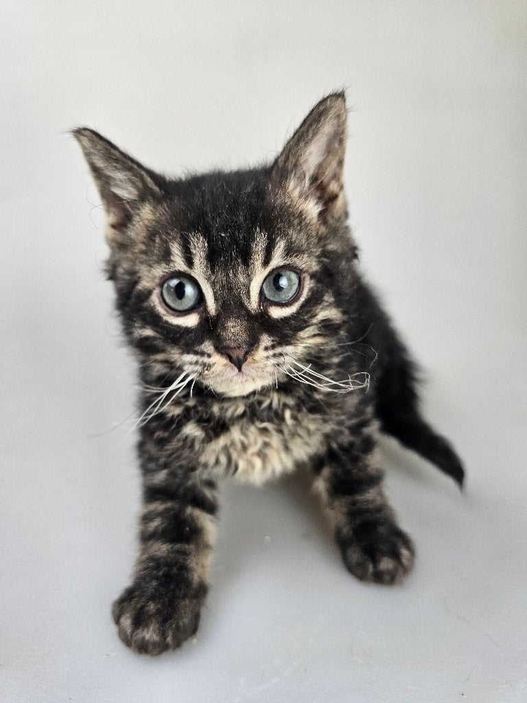 Prachtige CHARCOAL REX x bengaal kruising kitten katertje, Kater, Kortharig, 0 tot 2 jaar