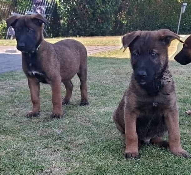 Laatste 3 pups die een gouden mandje zoeken, Dieren en Toebehoren, Honden | Herdershonden en Veedrijvers, België, Particulier