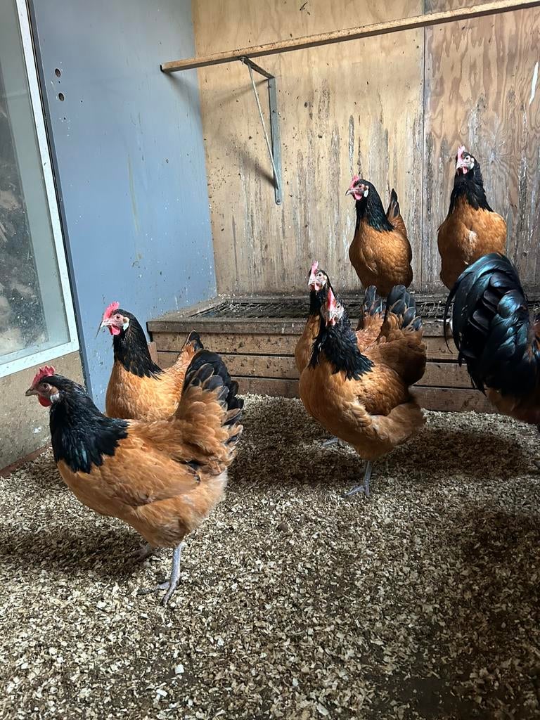 Broedeieren Vorwerk kippen, Dieren en Toebehoren, Pluimvee, Geslacht onbekend, Kip