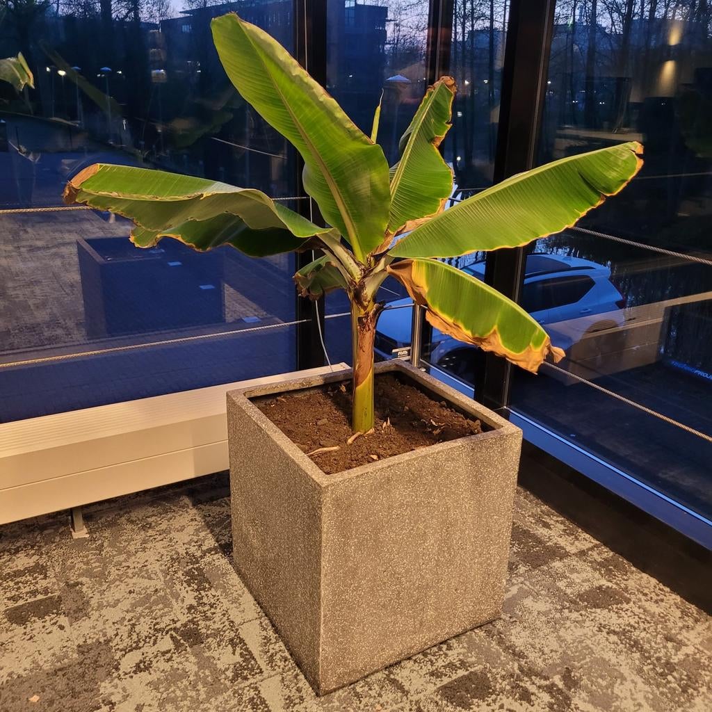 Bananenplant in bak/pot, Ophalen, Overige soorten, Volle zon