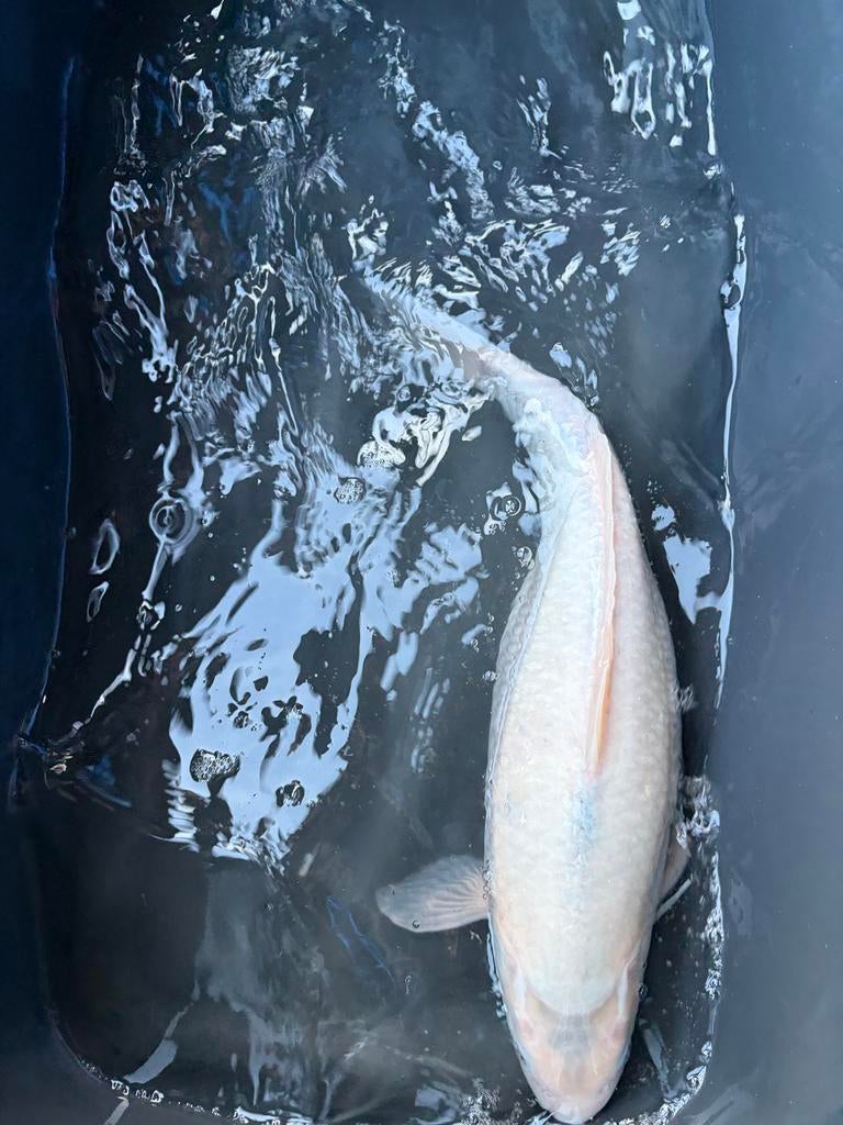 Koi karper 35/45 cm, Tuin en Terras, Vijvers, Ophalen, Zo goed als nieuw