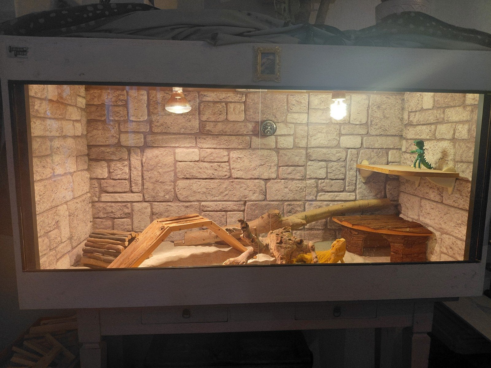 Lief, tam baardagaam vrouwtje. (lees a.u.b omschrijving️) Bearded Dragon photo 5