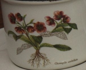 3 kop en schotels met afbeeldingen van planten., Gebruikt, Keramiek, Ophalen of Verzenden, Overige stijlen