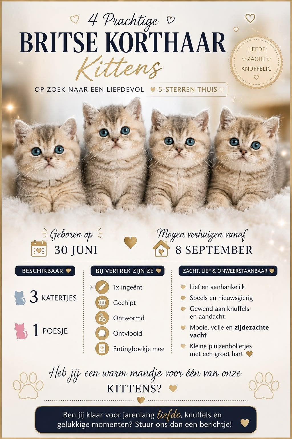 britse korthaar kittens, Dieren en Toebehoren