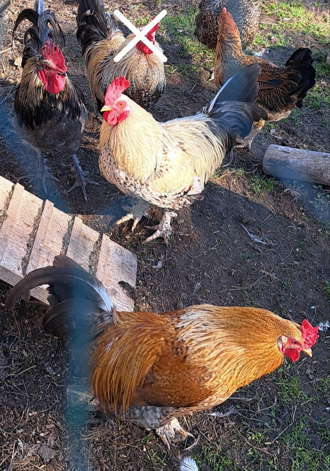 sier haan, Mannelijk, Kip