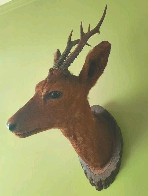 Ree opgezet kop antiek nummer 1 hert taxidermia, Ophalen
