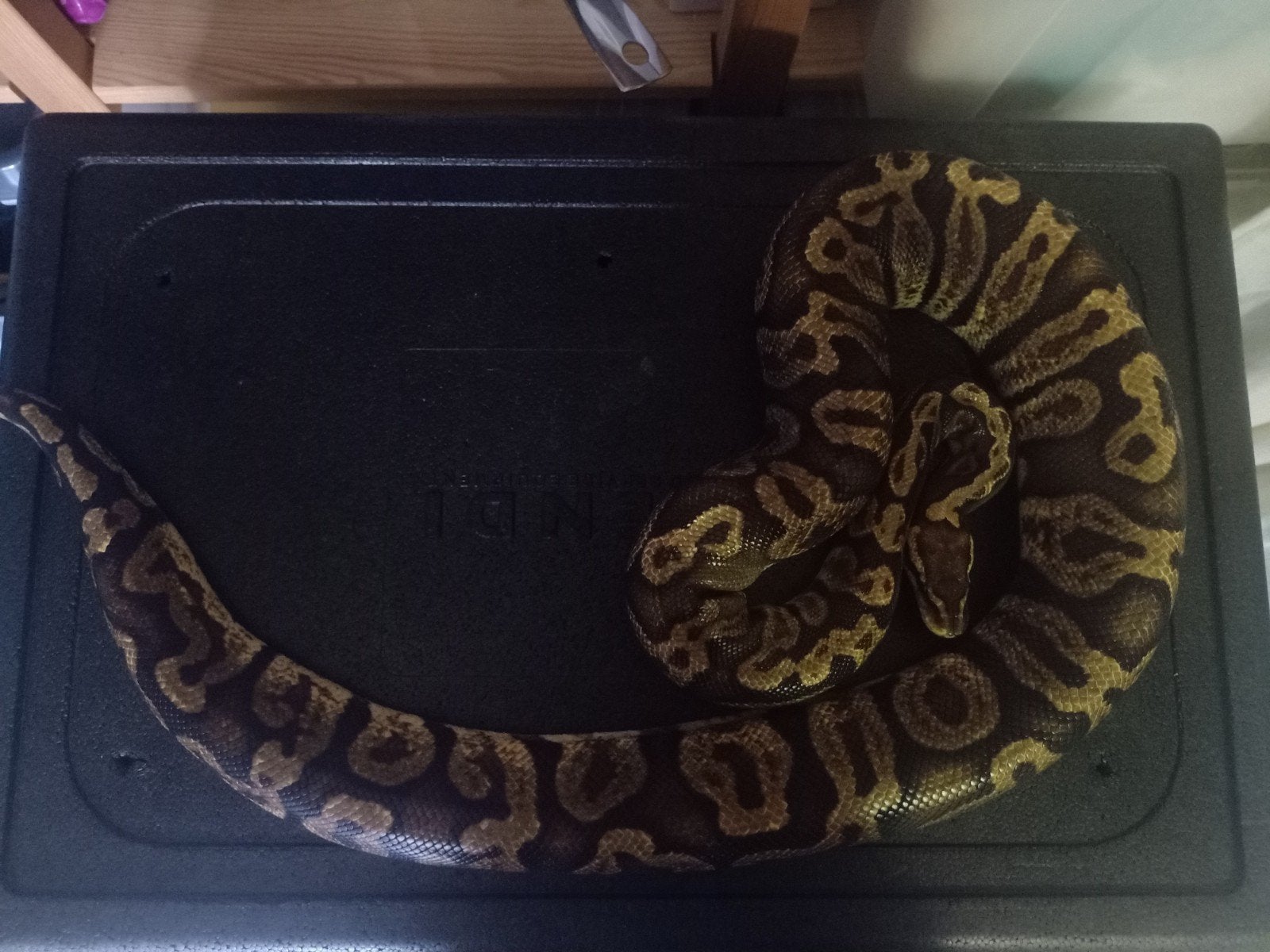 0.1 Wildkleur - python regius, Dieren en Toebehoren, Slang, Tam, 3 tot 6 jaar