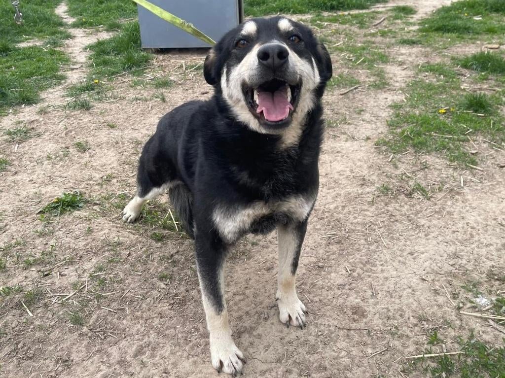 Amigo, een prachtige, lieve en hele vrolijke hond, Dieren en Toebehoren, Particulier, Reu, 1 tot 2 jaar, Buitenland