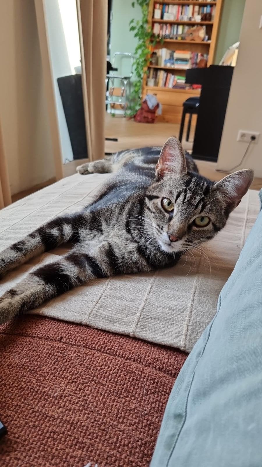 Lieve kat Tommie zoekt een nieuw thuis met veel buitenruimte, Dieren en Toebehoren, Kater, Kortharig, 3 tot 5 jaar