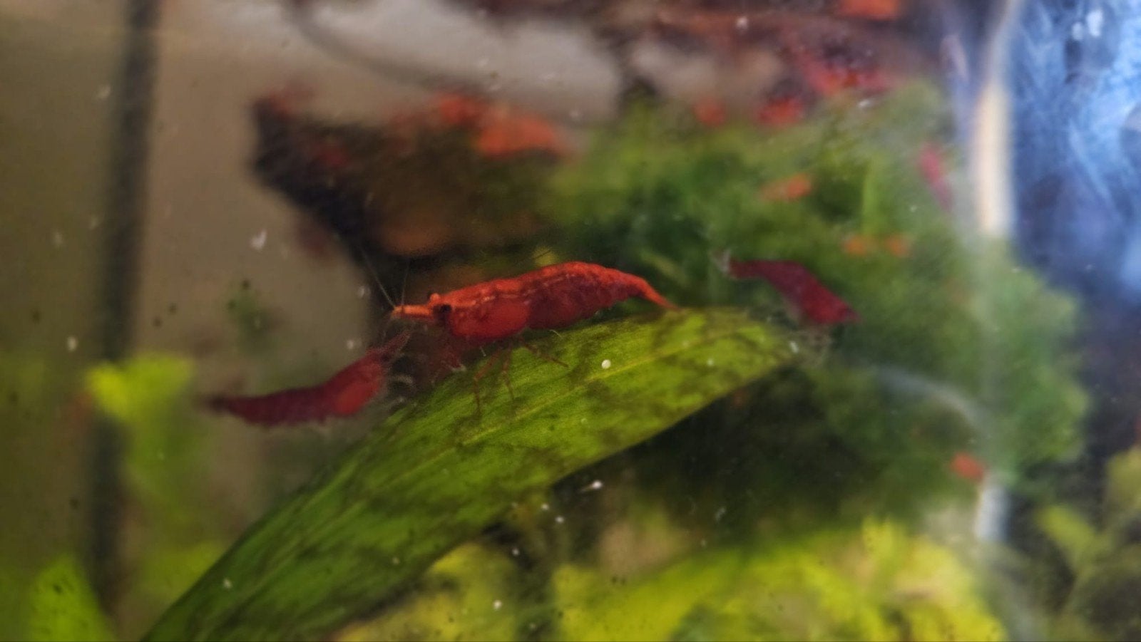 Prachtige Fire Red Garnalen (Hoge Kweek) + Altijd Zwangere V, Dieren en Toebehoren, Vissen | Aquariumvissen, Kreeft, Krab of Garnaal