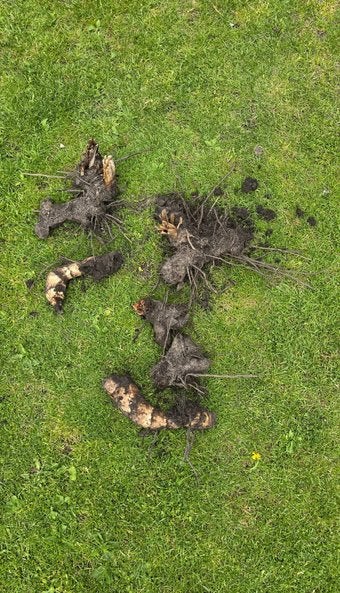 Rhizomen / Wortelstokken Canna Altensteinii te koop!, Ophalen of Verzenden, Volle zon, Knol
