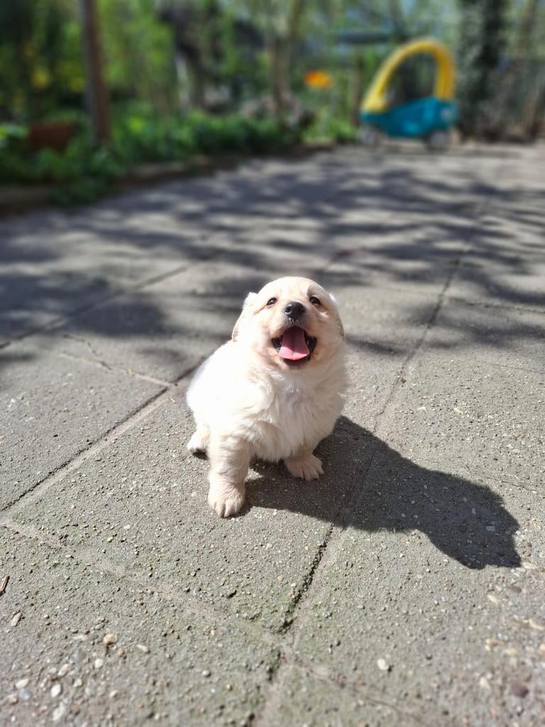 Lieve, gezellige Teckel x Keeshond pup, Parvo, Standaard, Reu, 8 tot 15 weken