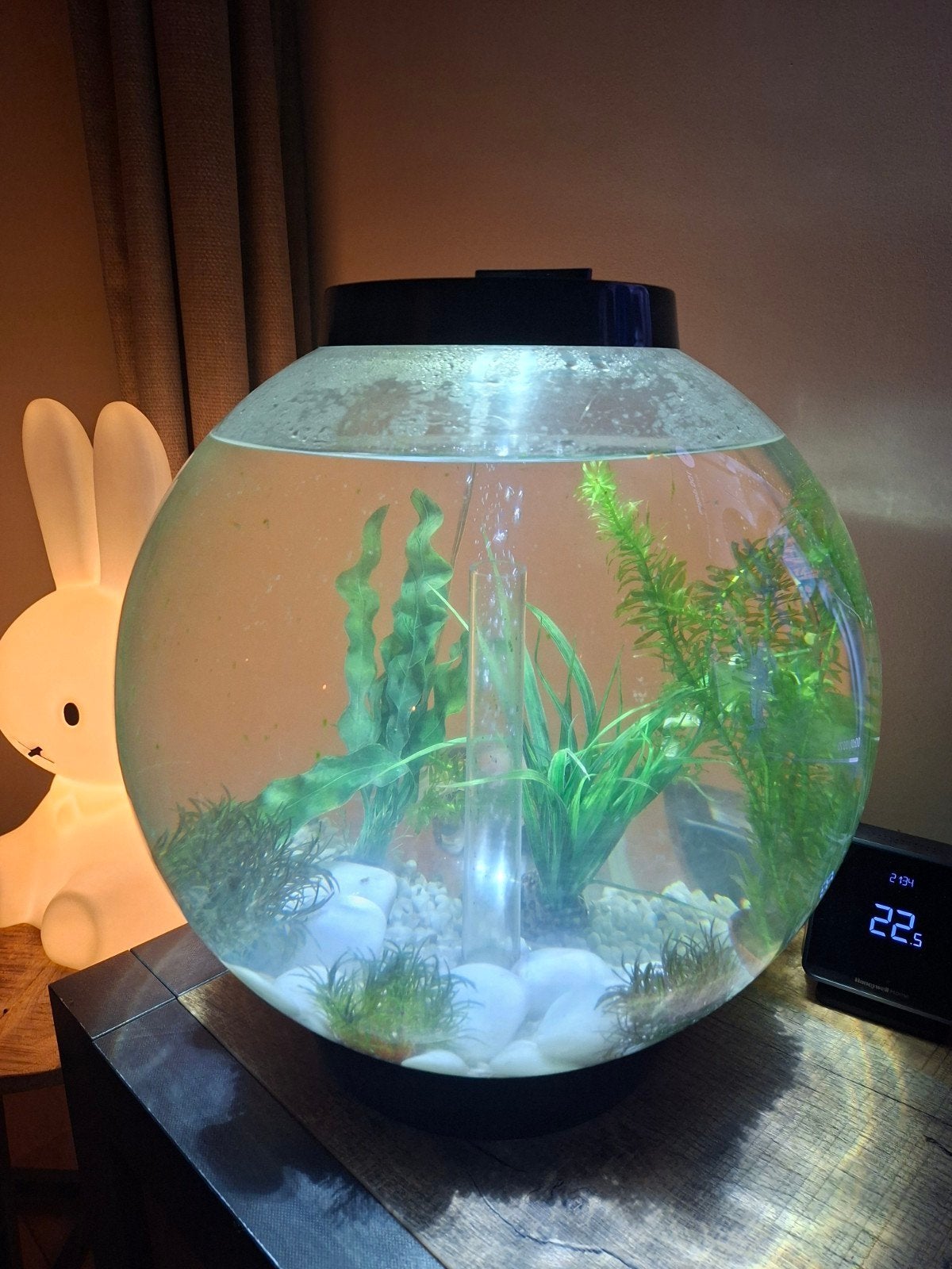 BiOrb classic 30 liter, zwart, met sluierstaart vis., Dieren en Toebehoren, Ophalen, Inclusief deksel, Gevuld zoetwateraquarium