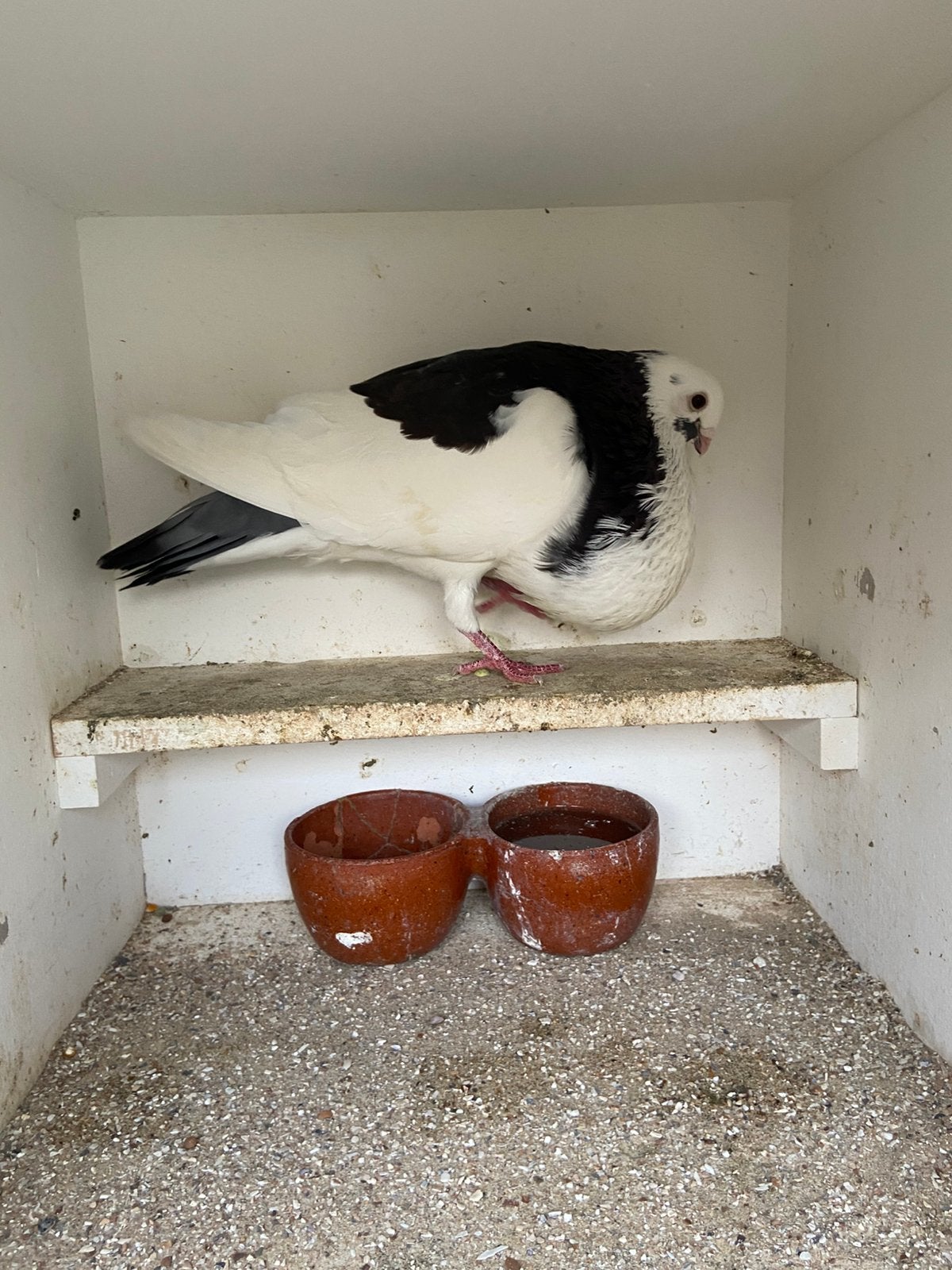 Doffer uit vlucht, Mannelijk, Kropper