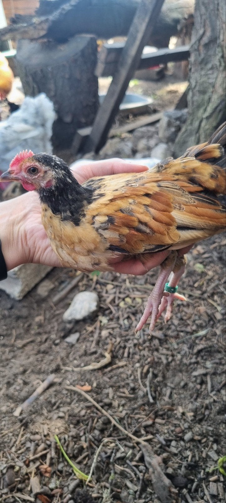 Serama haantje, Dieren en Toebehoren, Pluimvee, Mannelijk, Kip