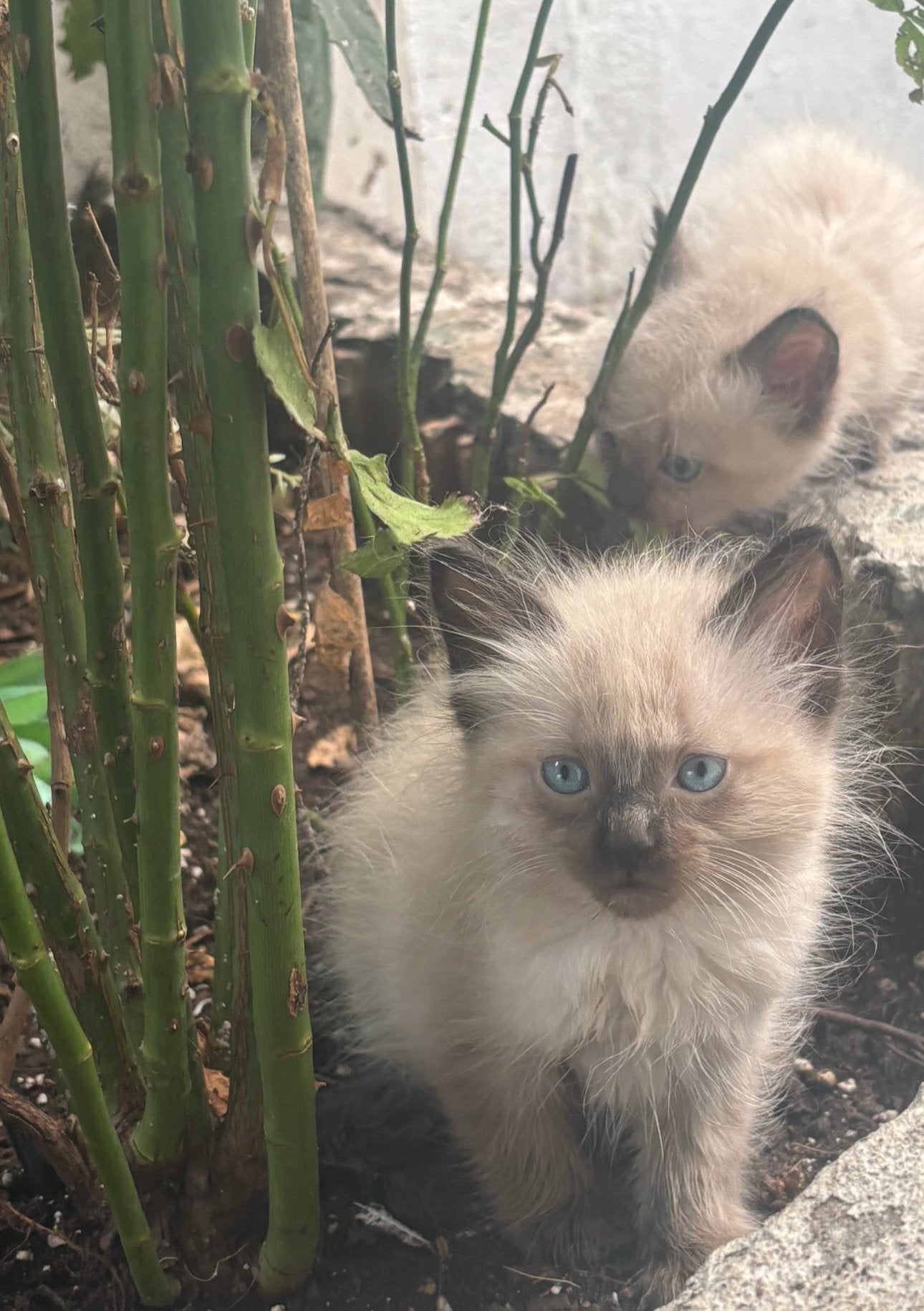 Siamese kitten, Dieren en Toebehoren, Kater, Kortharig, 0 tot 2 jaar