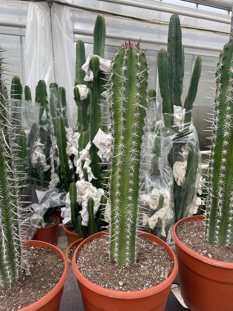 Cactus Pachycereus Pecten-Aboriginum potmaat 30 cm., Ophalen of Verzenden, Minder dan 100 cm, Bloeiende kamerplant, Volle zon