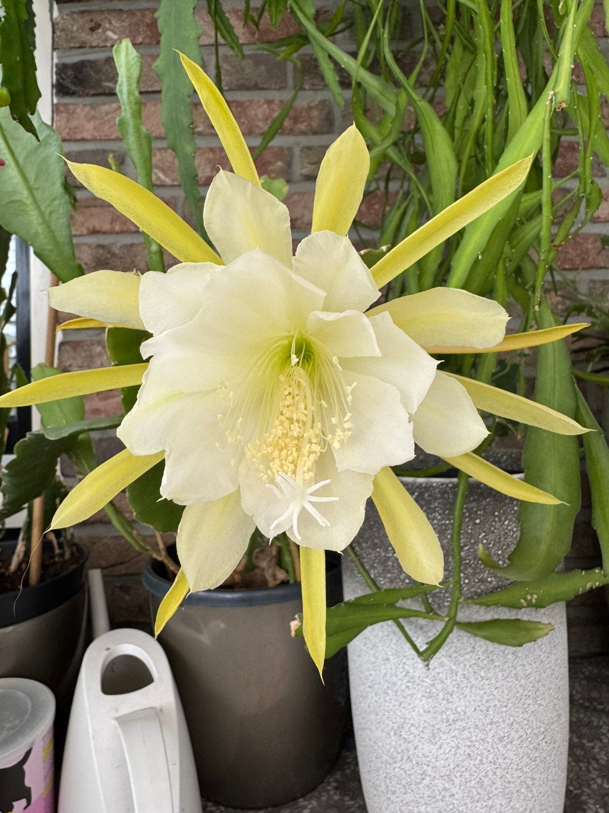 Epiphyllum stek, creme-geel, Ophalen of Verzenden
